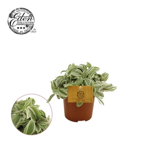 Tradescantia Tenderness 10,5cm