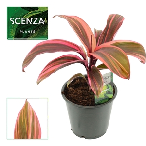 Cordyline Strawberry Queen 12 cm (Scenza)