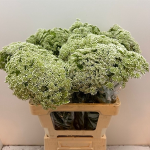 Ammi Vis Casablanca