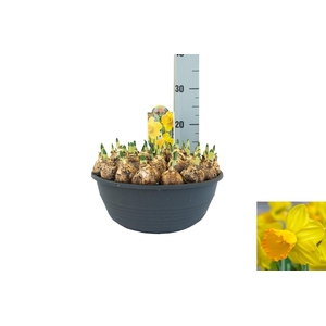 Narcissus Adriana Geertruida