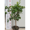 Citrus hystrix
