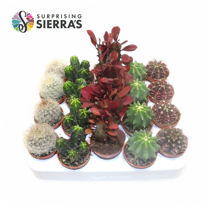 <h4>Sierra's® - Santiago Cactus Mix (Deluxe)</h4>