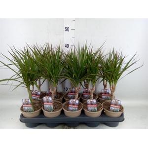 Dracaena marg.