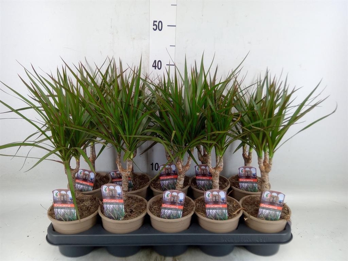 <h4>Dracaena marg.</h4>