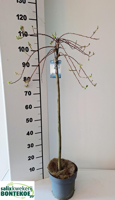 <h4>SALIX CAP KILMARNOCK</h4>