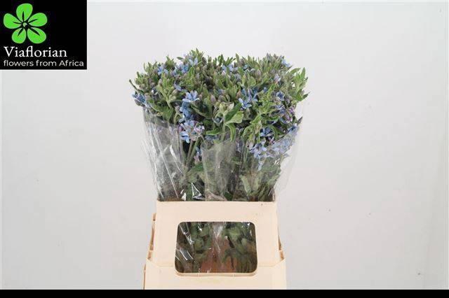 <h4>OXY CO TAN PURE BLU</h4>