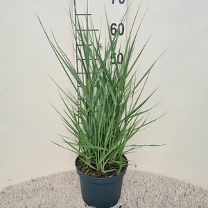 Panicum Vir. Prairie Sky P19