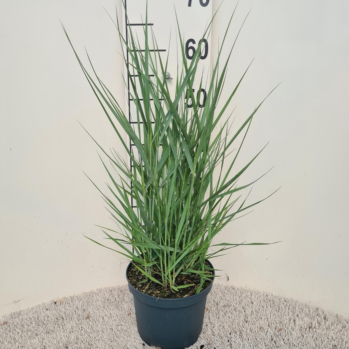 <h4>Panicum Vir. Prairie Sky P19</h4>