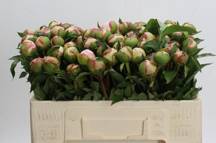 <h4>Paeonia Noemi Demay</h4>