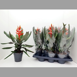 AECH PE ELEGANT FLAM