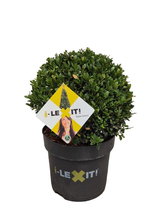 <h4>Ilex crenata Dark Green, P26, Bol Ø30cm</h4>