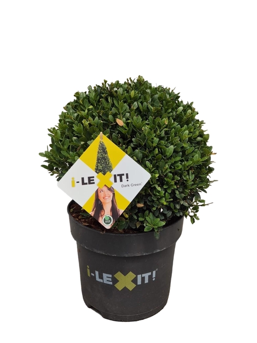 <h4>Ilex crenata Dark Green, P26, Bol Ø30cm</h4>