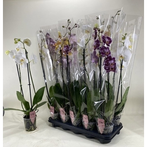 PHAL GEM