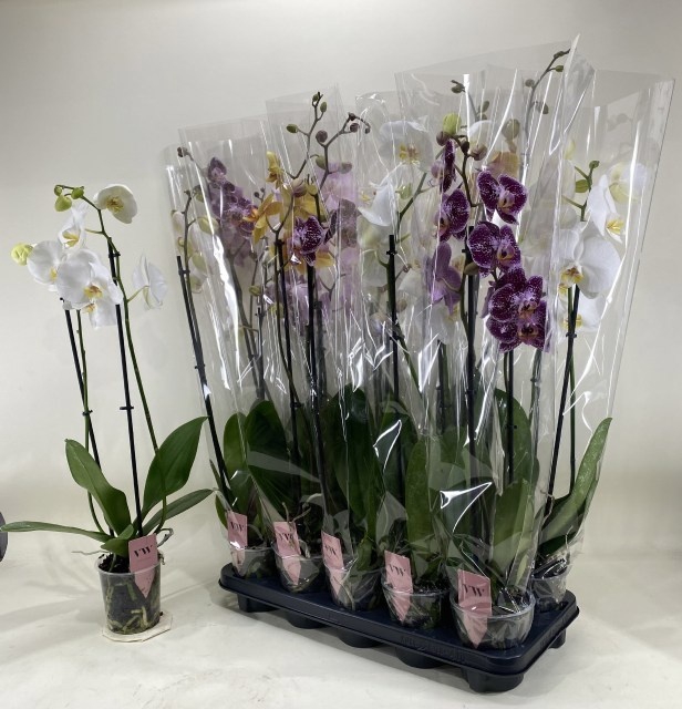 <h4>PHAL GEM</h4>