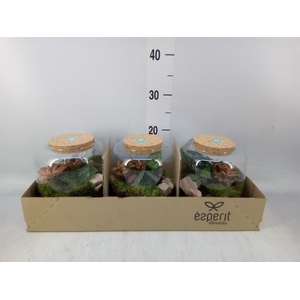 Arr.   Planten H%