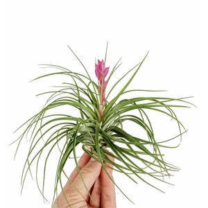 tillandsia stricta met bloem