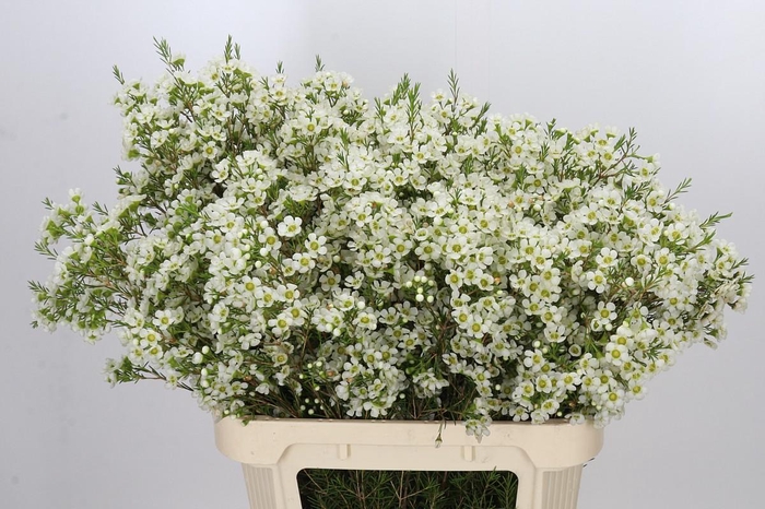<h4>Chamelaucium Ivory Pearl</h4>