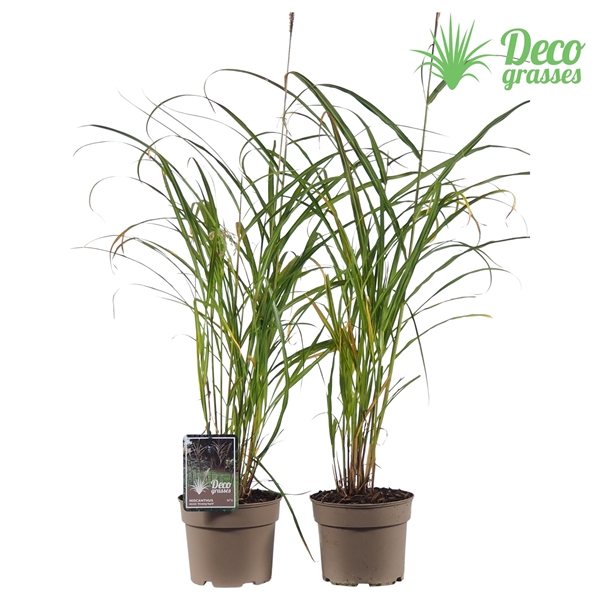 <h4>Miscanthus sinensis 'Dronning Ingrid'</h4>