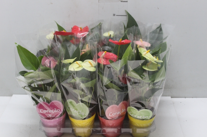 <h4>ANTHURIUM VARIADO P09</h4>