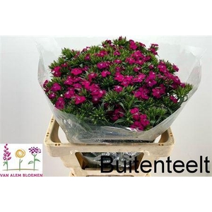 Di Barb Am Neon Cherry