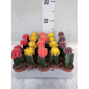 Gymnocalycium mihanov. 'Japan'  mix