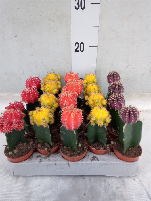 <h4>Gymnocalycium mihanov. 'Japan'  mix</h4>