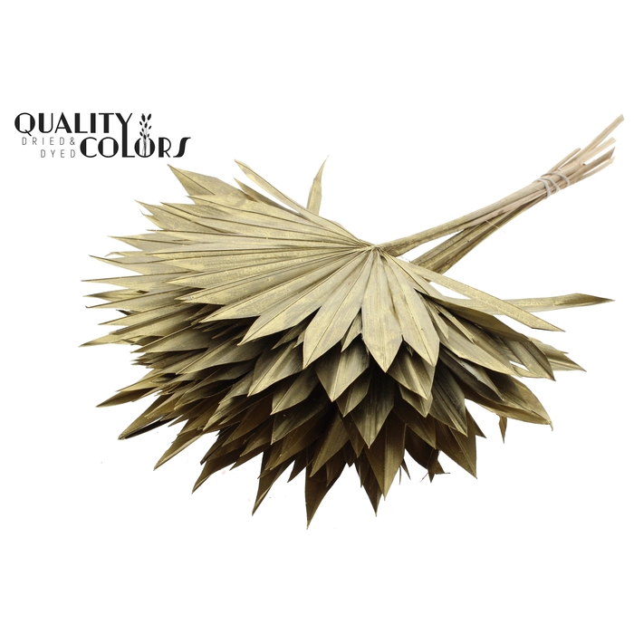 <h4>Sun Spear per stem Gold</h4>