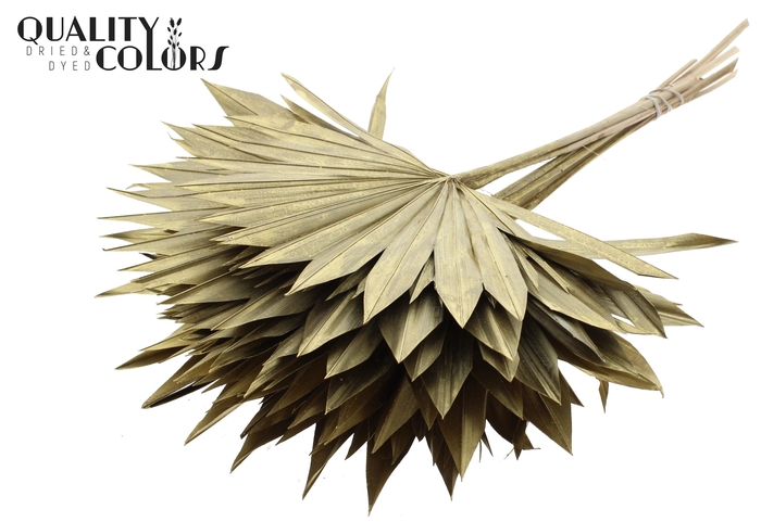 Sun Spear per stem Gold