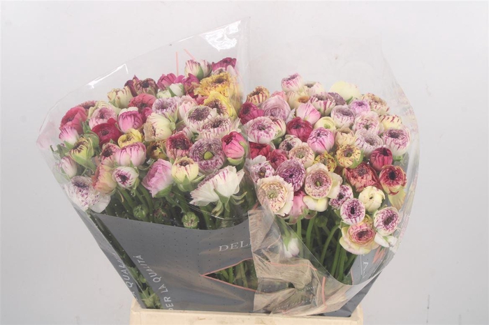 <h4>RAN EL CAPPUCCINO</h4>