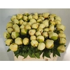 Paeo L Lemon Chiffon