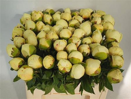 Paeo L Lemon Chiffon