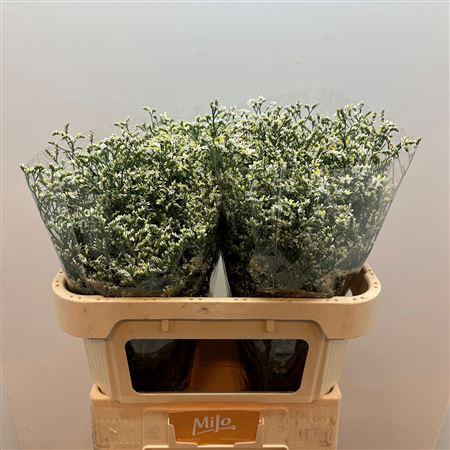 <h4>Lim Sin China White</h4>