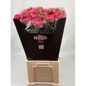 Rosa spray giselle!