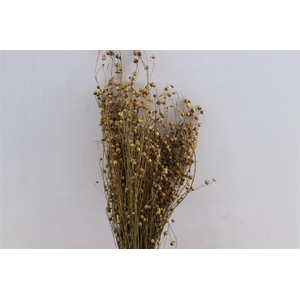 Dried Lino Vlas Naturel Bunch