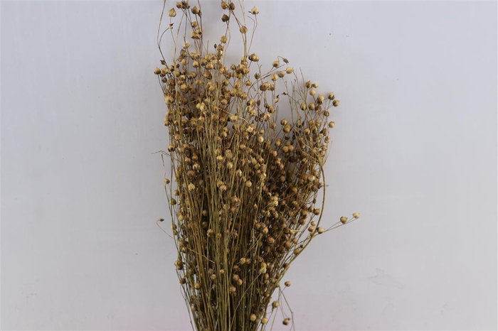 <h4>Dried Lino Vlas Naturel Bunch</h4>