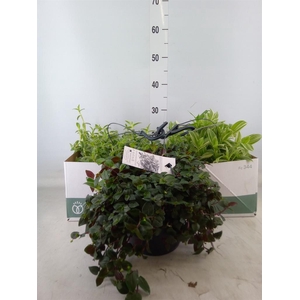 Tradescantia   ...mix