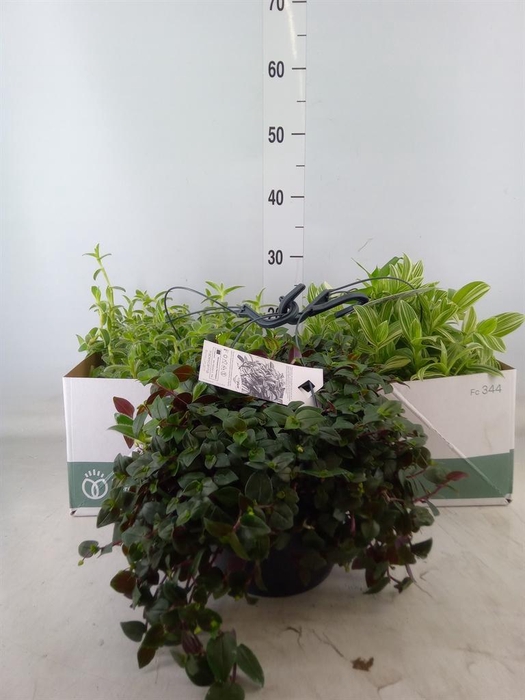 <h4>Tradescantia   ...mix</h4>