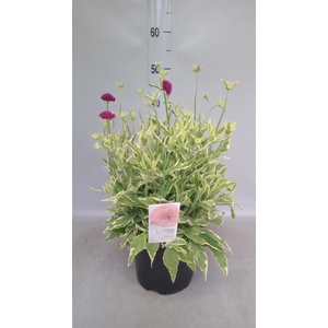 Knautia macedonica