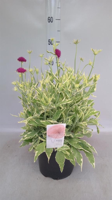 <h4>Knautia macedonica</h4>
