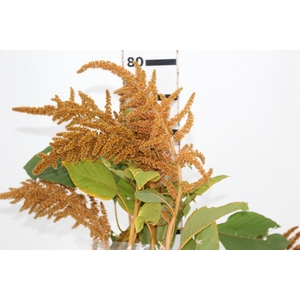 AMARANTHUS DOURADO 070 CM