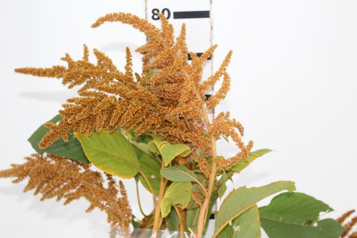 <h4>AMARANTHUS DOURADO 070 CM</h4>