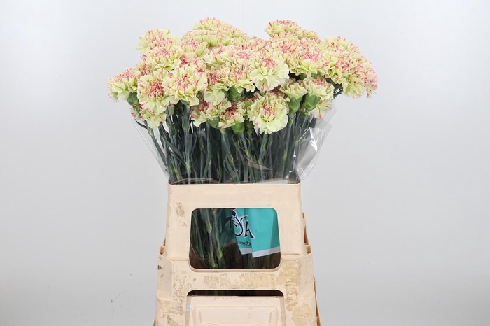 <h4>Di St Mochi</h4>