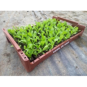 de Gier Groenteplanten 007 Bladgewas Groenlof  - 140 planten