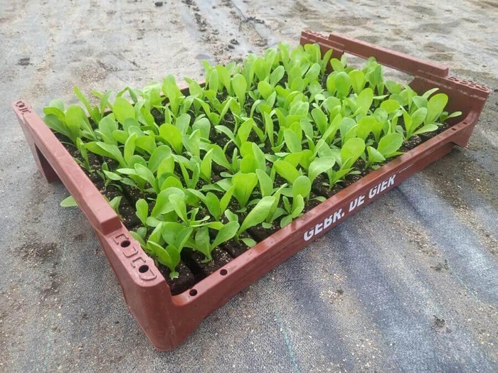 <h4>de Gier Groenteplanten 007 Bladgewas Groenlof - 140 planten</h4>