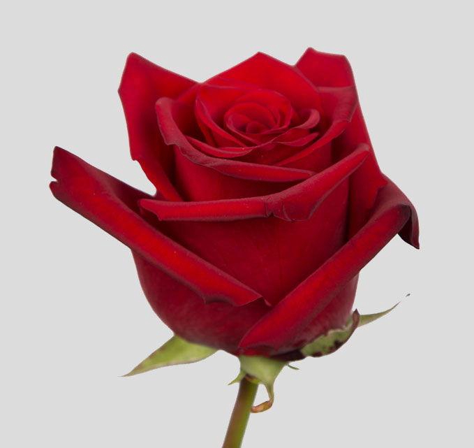 <h4>R GR FREEDOM</h4>