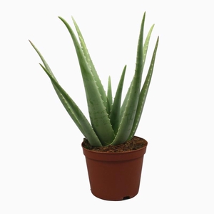 Aloe Vera 0318AVE