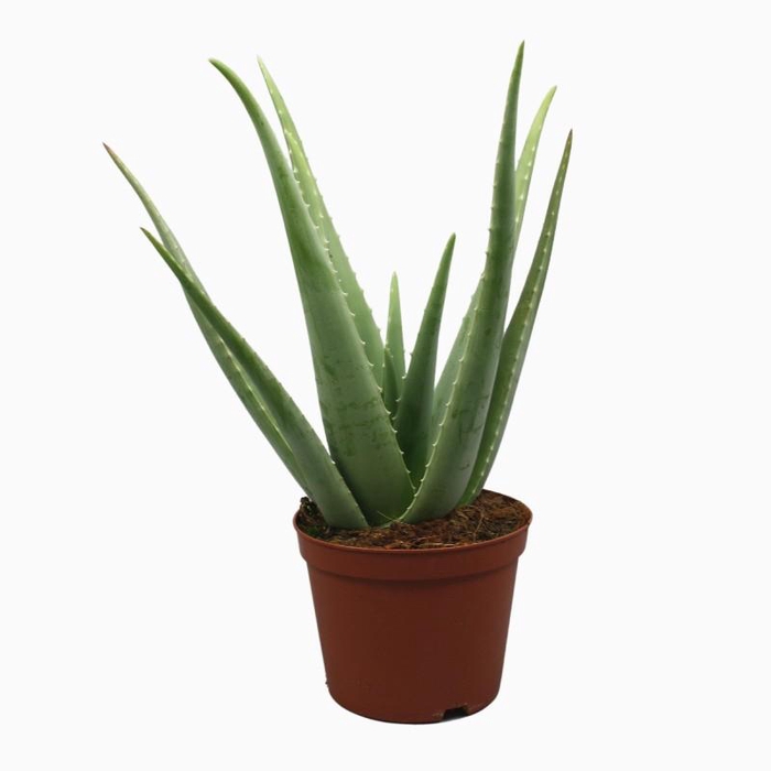 <h4>Aloe Vera 0318AVE</h4>