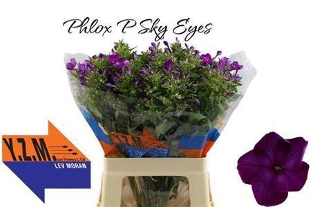 <h4>Phlox P Sky Eyes</h4>