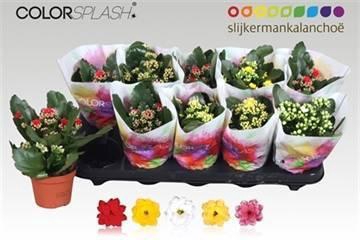 <h4>KAL GE GEM 5 KL</h4>