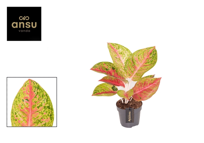 <h4>Aglaonema overig</h4>
